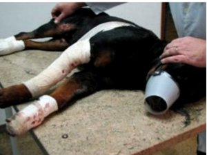 Rottweiler Lobo, que morreu após ser arrastado pelo dono, em Piracicaba (Foto: Edijan Del Santo / EPTV)