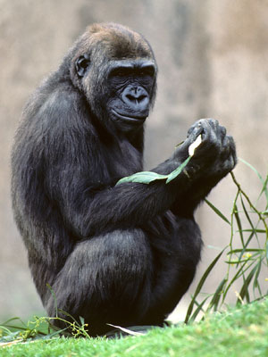 Gorila Kamilah em seu recinto, no zoológico de San Diego (Foto: AP Photo/San Diego Zoo )