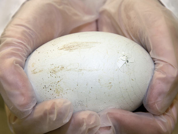 Funcionário do zoológico de San Diego, nos Estados Unidos, segura ovo de condor-da-california, que começou a ser rompido nesta quinta-feira (8). (Foto: San Diego Zoo, Tammy Spratt/AP)
