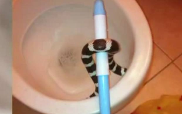 Americano achou cobra no vaso após levantar de manhã para usar o banheiro. (Foto: Reprodução)