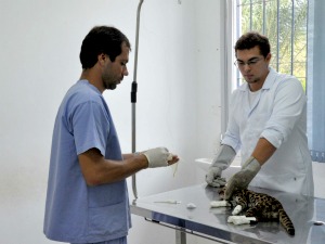 Veterinários operaram jaguatirica. (Foto: Divulgação/Polícia Ambiental)