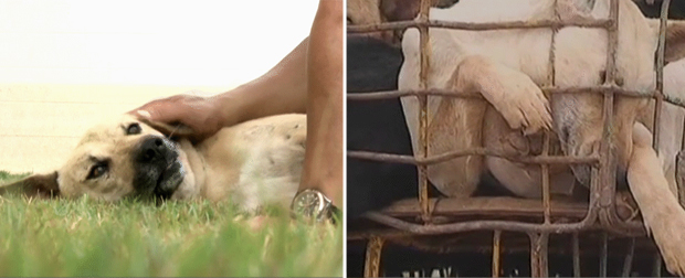 O cão Tao Tao foi visto pelo dono na TV quando estava preso em gaiola (Foto: BBC)