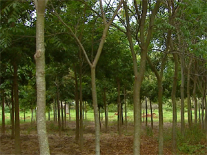 Área com jacarandá da Bahia em fazenda de Descalvado (Foto: Reprodução/EPTV)