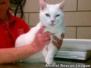 Veterinário diz acreditar que a gata sobreviveu ao abrir as patas como se fossem asas (Foto: Animal Rescue League Boston)