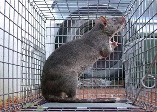 Rato gigante de Vangunu, o raríssimo roedor de quase meio metro - Canaltech