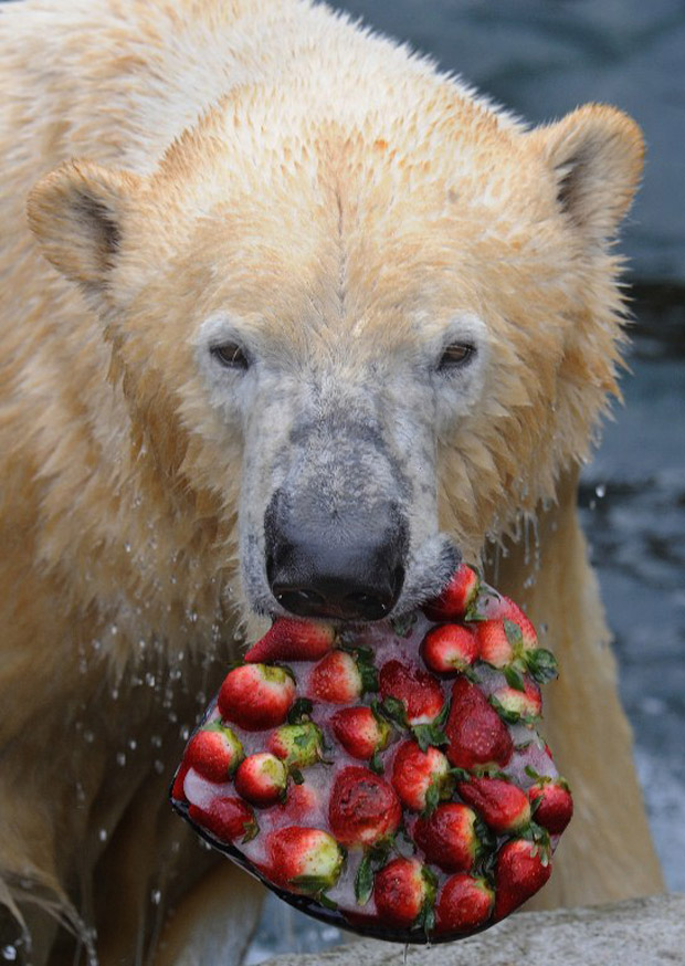 O urso polar Arktos ganhou de presente um bolo gelado de morango, em forma de coração, no zoológico de Hannover, Alemanha. O doce de fruta foi abocanhado de uma só vez pelo animal. (Foto: AFP Photo / Holger Hollemann Germany Out)