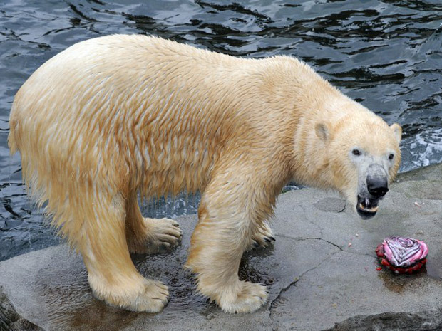 Depois de dois anos no zoológico de Hannover, Arktos vai fazer uma viagem especial para o Parque de Vida Selvagem de Shotland, onde vai encontrar uma ursa polar. (Foto: AFP Photo / Holger Hollemann Germany Out)