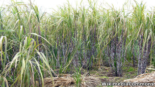 Plantação de cana (Foto: Wikimedia Commons )
