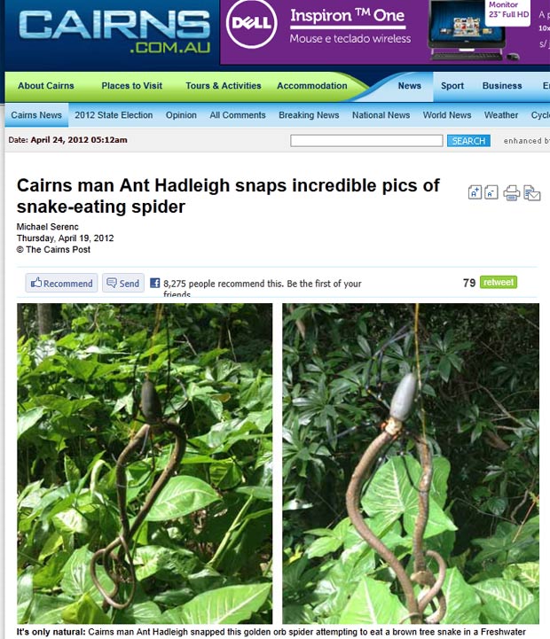 Ant Hadleigh levou um susto ao flagrar uma aranha devorando uma cobra. (Foto: Reprodução/Cairns Post)