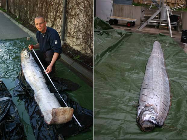 Em 2010, um peixe remo de 3,65 metros foi encontrado em Lysekil, na Suécia. Essa espécie vive em águas profundas e raramente vem à superfície. Foi a primeira vez em mais de 130 anos, desde 1879, que um peixe remo foi achado em águas suecas.  (Foto: AP)