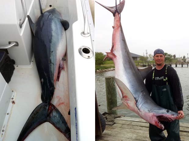 Em março de 2011, o norte-americano Jason Kresse disse que um tubarão de 2,4 metros e 170 quilos saltou dentro de seu barco enquanto ele e dois colegas estavam pescando no Golfo do México. Ele contou que eles não conseguiram chegar perto do predador para jogá-lo de volta ao mar. O tubarão acabou danificando o barco antes de morrer horas depois. (Foto: Jason Kresse/AP)