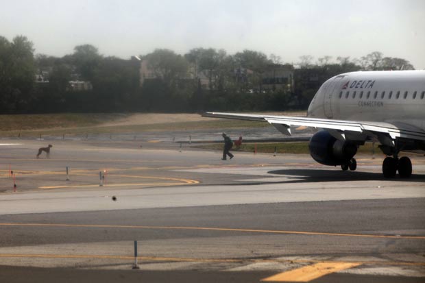 Fuga provocou a interrupção do tráfego de aviões no aeroporto enquanto funcionários perseguiam o animal. (Foto: Spencer Platt/Getty Images/AFP)