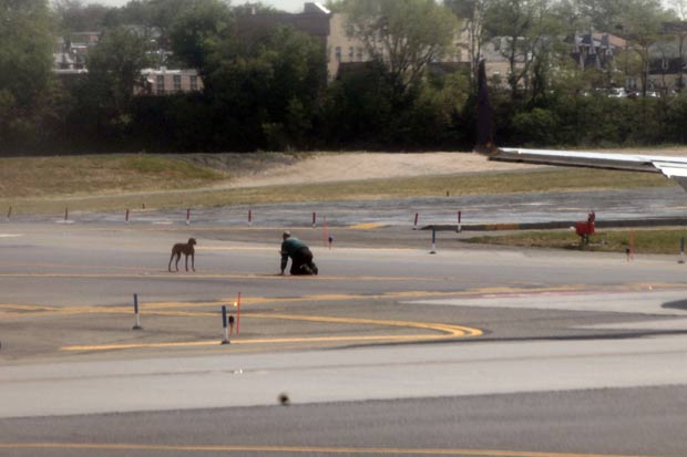 Homem tenta capturar cão que fugiu de gaiola no aeroporto de LaGuardia. (Foto: Spencer Platt/Getty Images/AFP )