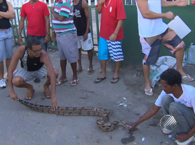 Cobra em ponto de ônibus (Foto: Reprodução/TV Bahia)