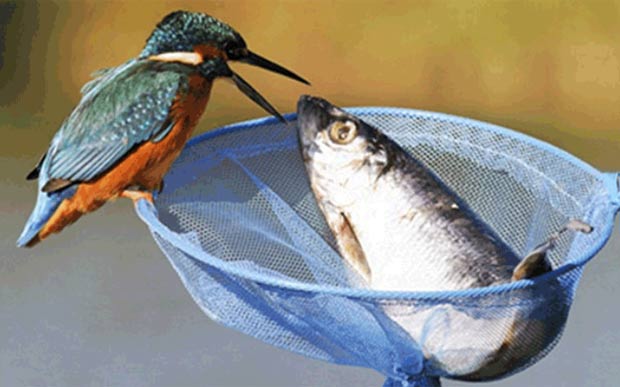 Em novembro de 2010, um pássaro foi fotogrfado tentando 'roubar' um peixe muito maior do que seu próprio tamanho. No final, a ave desistiu e capturou um peixinho na água. (Foto: Barcroft Media/Getty Images)