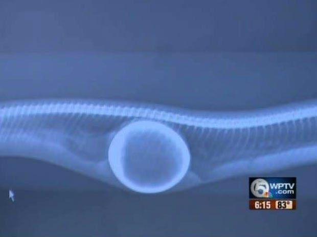 Exame de raio-X confirmou que cobra havia engolido ovo de cerâmica. (Foto: Reprodução/WPTV)
