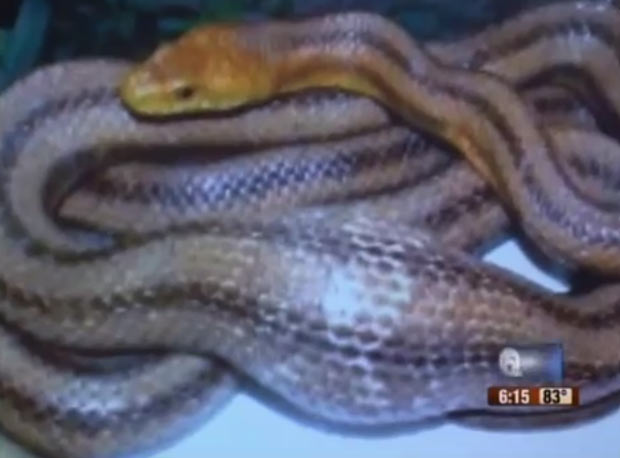 Cobra passou por cirurgia após engolir ovo falso. (Foto: Reprodução/WPTV)