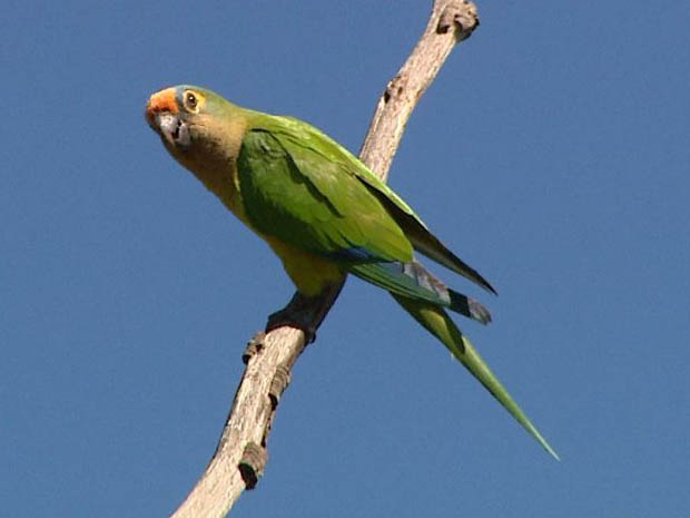 Área verde da USP chegou a abrigar 130 espécies de aves até incêndio em agosto de 2011. (Foto: Reprodução EPTV)