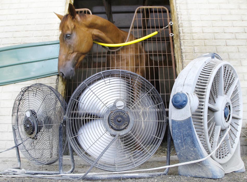 Cavalo ganha ventiladores para se refrescar do forte calor em New Kent, na Virgínia, Estados Unidos.