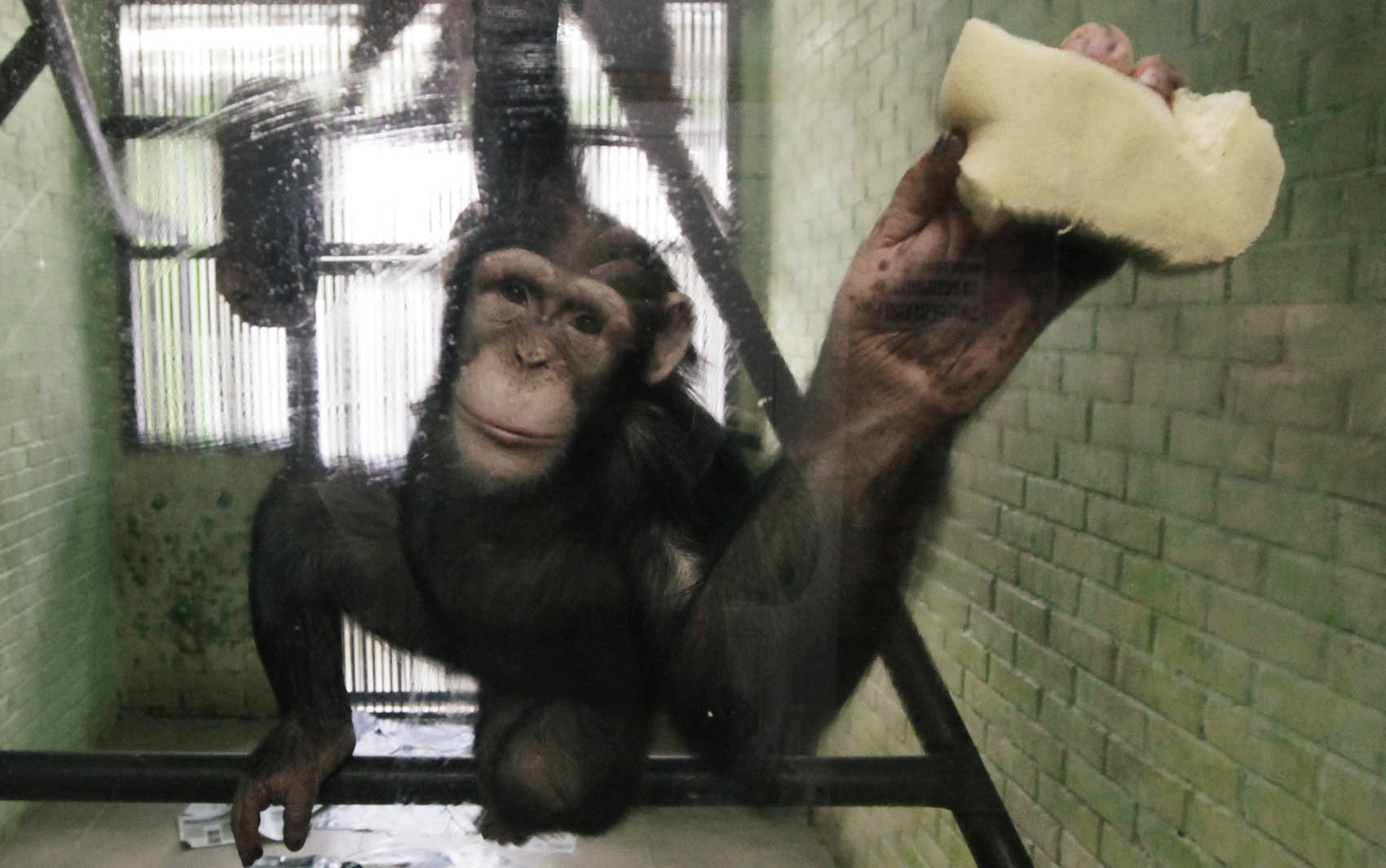 Anfisa, uma chimpanzé de 8 anos de idade, lava a janela de sua jaula, onde vive com um chimpanzé macho chamado Tikhon, no zoológico de Krasnoyarsk, na Sibéria. 