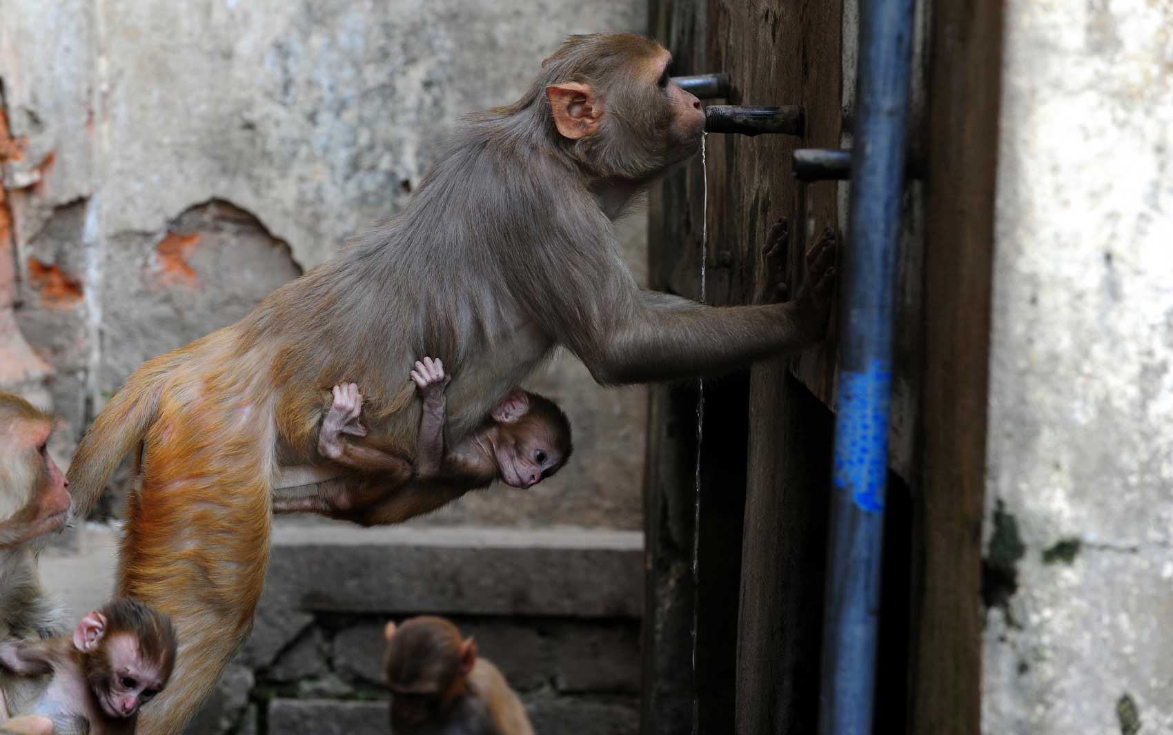 Macaca com um filhote agarrado ao corpo se inclina para beber água de uma torneira em Allahabad, na Índia, durante dia quente. A temperatura local passou de 47 graus Celsius.