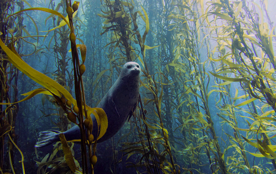 Foca nada em meio a uma floresta de grandes algas nos arredores do litoral de San Diego, na Califórnia, EUA. A imagem foi a grande vencedora do Concurso de Fotos Submersas 2013, promovido pela Universidade de Miami