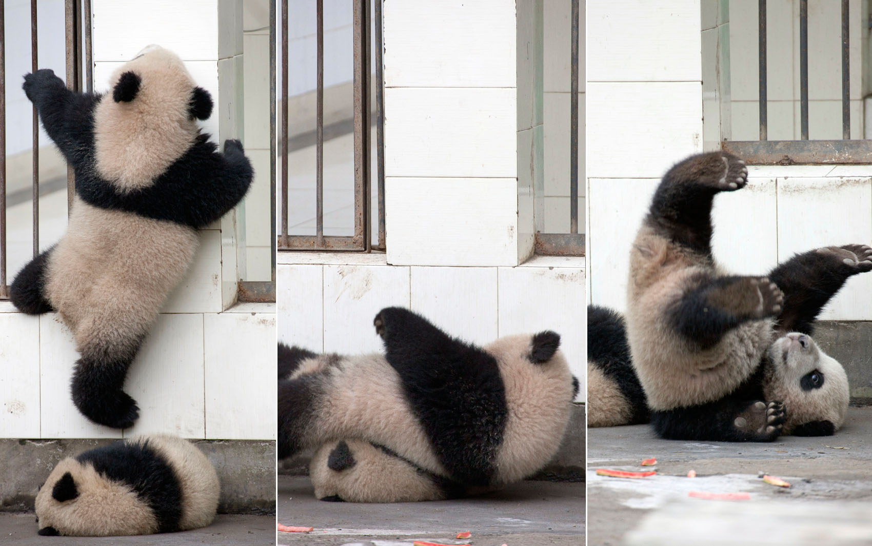 Fotógrafo flagra filhote de panda tentando escalar grade de sua jaula em uma reserva de Chengdu, China.