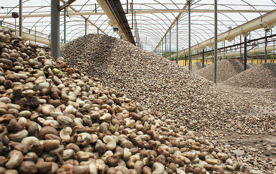 Linha de produção da fábrica Usibras, em Mossoró (RN), principal exportadora de castanha de caju do país
