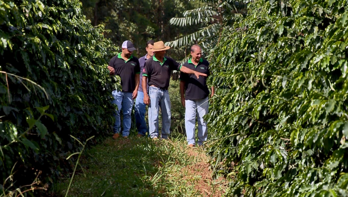 Manejo repleto de cuidados fez com que café produzido no Sul de Minas fosse tão valorizado (Foto: Reprodução EPTV)