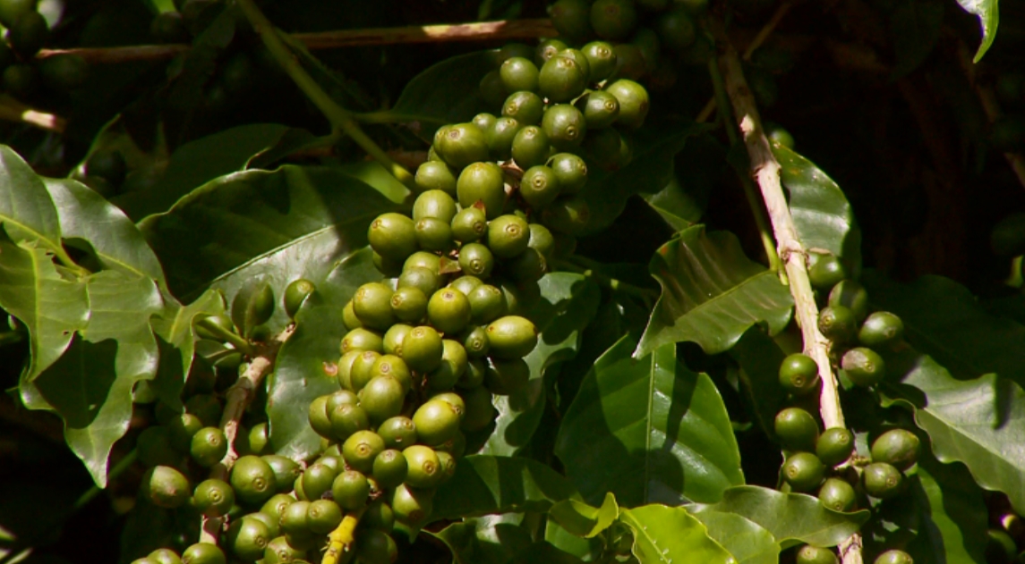 Governo suspendeu autorização de importação do café conilon (Foto: Reprodução EPTV)