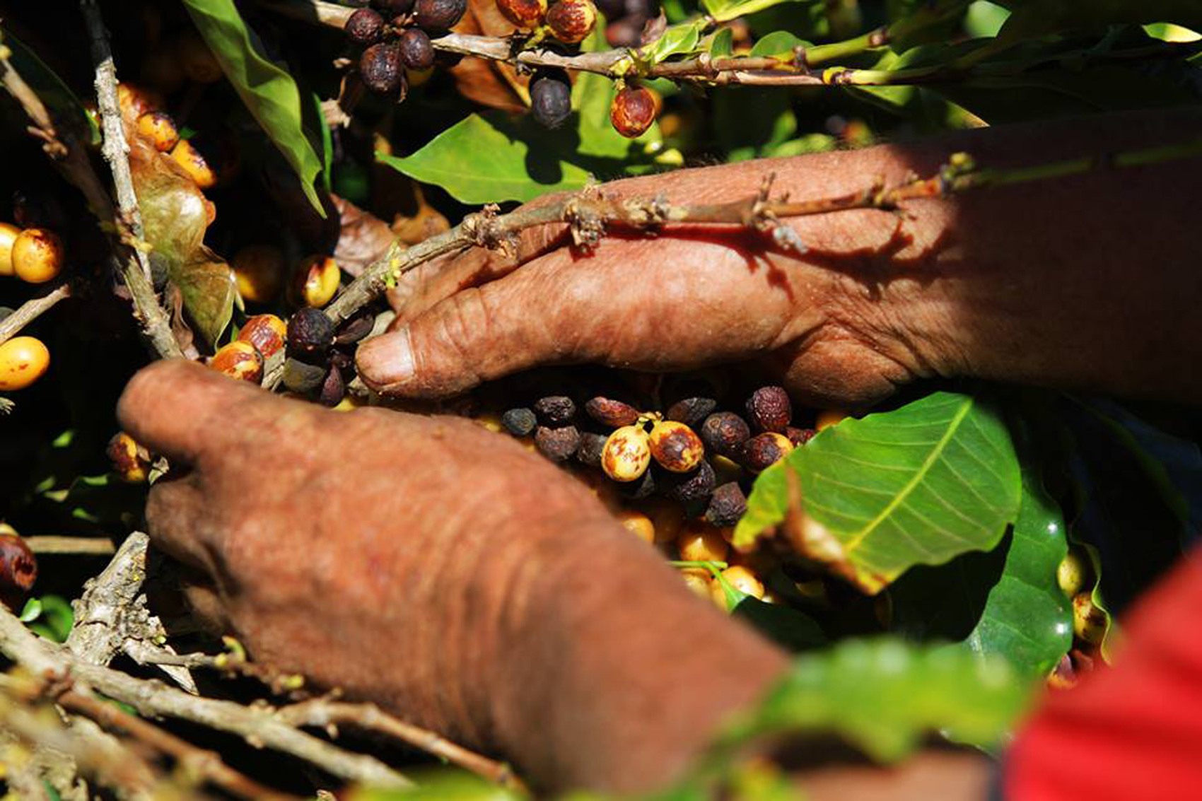 Região é responsável pela produção de 30% de todo café do país (Foto: Viola Júnior)