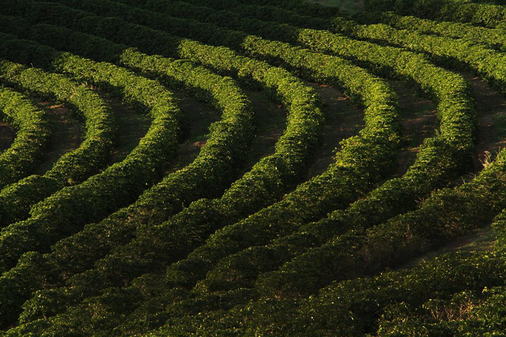Região tem cerca de 65 mil propriedades cafeeiras, responsáveis por 650 mil hectares (Foto: Viola Júnior)
