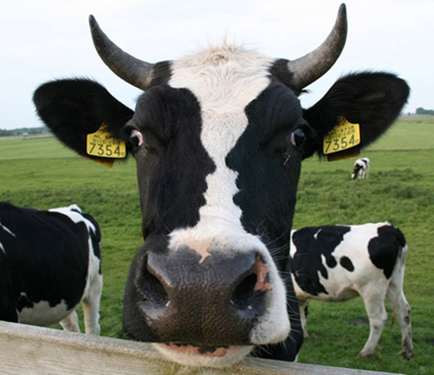 Dois rostos de perfil aparecem nas manchas da vaca (Foto: Reprodução)